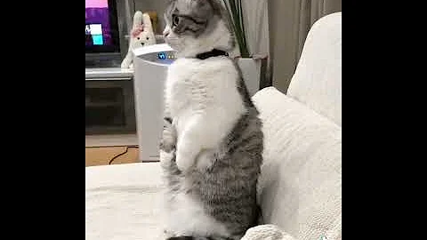 Video 4451741: norwegian forest cat rare, laugh norwegian forest cat, sound forest cat, forest cat funny, forest cat dog, cat funny smile, best funny cat, cute cat