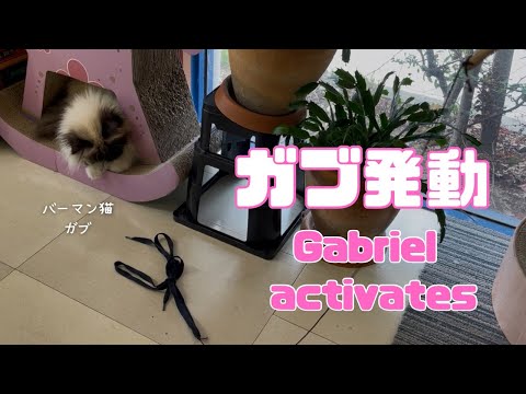 バーマン猫ガブ【ガブ発動】Gabriel activates（バーマン猫）Birman/Cat