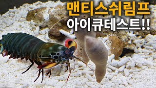 맨티스쉬림프 아이큐가 궁금해서 IQ테스트 해봤습니다!! [해수인TV]