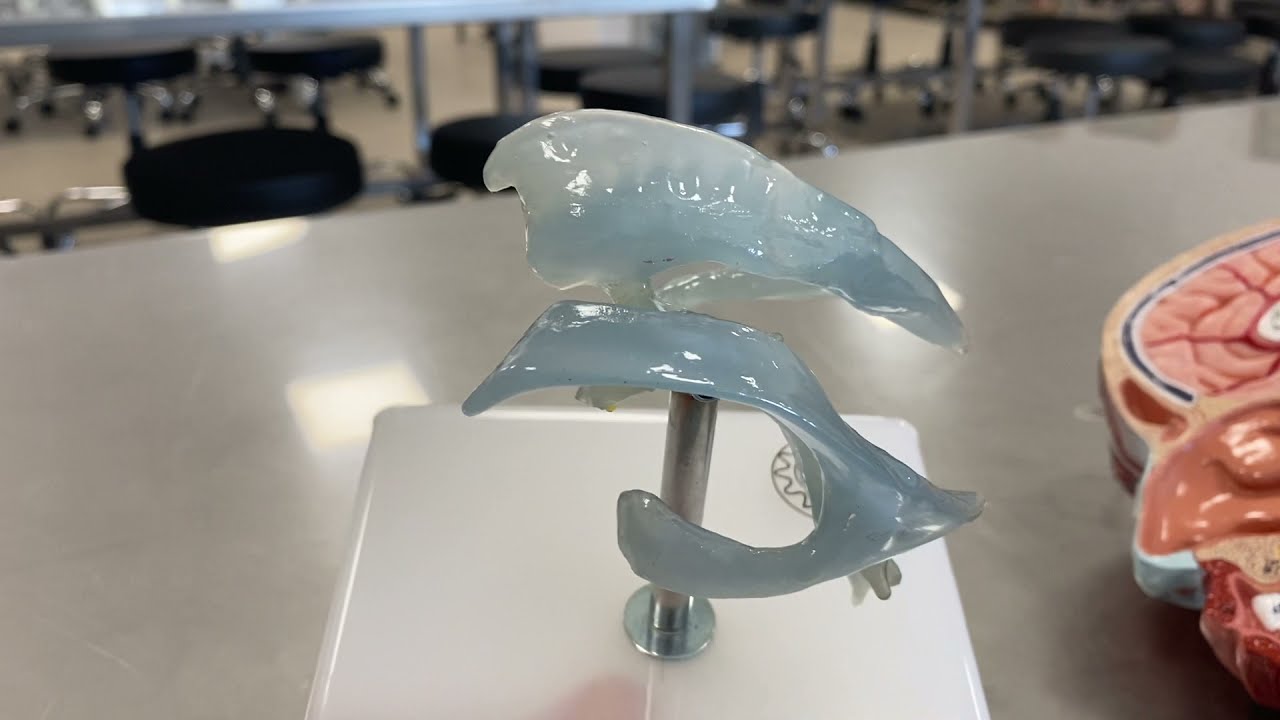 Beyin Ventrikülleri ve BOS Dolaşımı