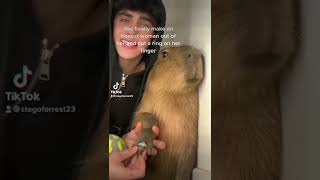 I still cant believe she’s really gone 😭 #shorts #capybara #meme #lol #lmao #relationship