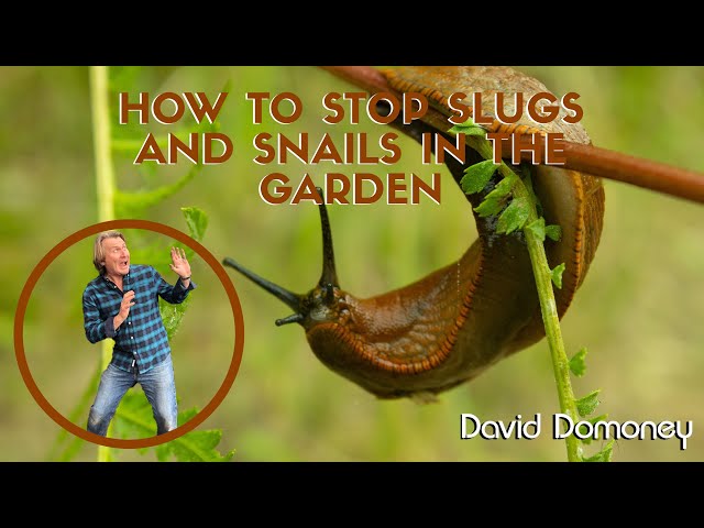 Egg Ss To Stop Slugs And Snails