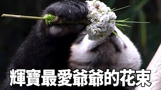 Grandpa Song prepared a bouquet of clover for the babies  only to be rejected by Ruibao. Huibao: I