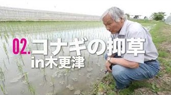 コナギ Youtube