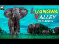 अफ्रीका के जंगली जानवर - लुआंगवा घाटी जंगली अफ़्रीका -Luangwa valley Wild Africa - World Documentary