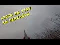 Ладога, охота на утку (перелёт) и не много рыбалки. Охоты и рыбалка в один день.