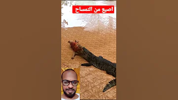 اصيع من التمساح وانا بخاف من البرص 