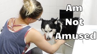 Giving My Husky A Bath | He Was Not Amused