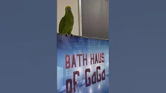 The birdy gaga #pets #shortvideo #shorts #talent #2025 #parrot #birds #funny #animals #pets #love