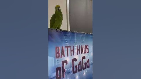 Thumbnail of watch out an amazing bird named @louie.the.amazon who sings so perfect #parrot #pets#song #lady Gaga