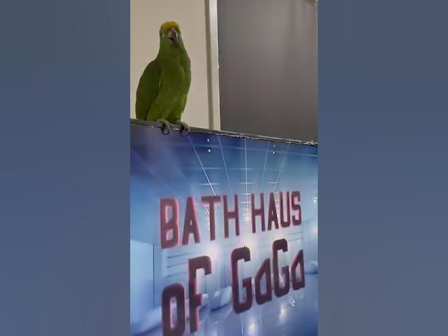 The birdy gaga #pets #shortvideo #shorts #talent #2025 #parrot #birds #funny #animals #pets #love