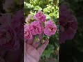 Мае пеларгоніі. Укаранёныя тронкі(черенки) і зрэзы на продаж.