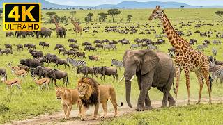 The Beauty of Safari Wildlife 4K - Serene Animal Habitats with Soft Piano for Calm and Relaxation 🐘 screenshot 5