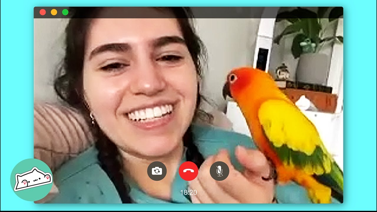 Parrots are glued to woman and shower her with kisses cuddle parrots