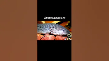 Интересные факты. Двоякодышащие #shorts
