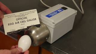 Grading Interior Quality Eggs 4h Poultry Judging Class I Interior Egg Quality
