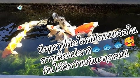 ปัญหาที่มือใหม่มักพบเจอในการเลี้ยงปลาคาร์ฟ?? กันไว้ดีกว่าแก้นะครับ🥰