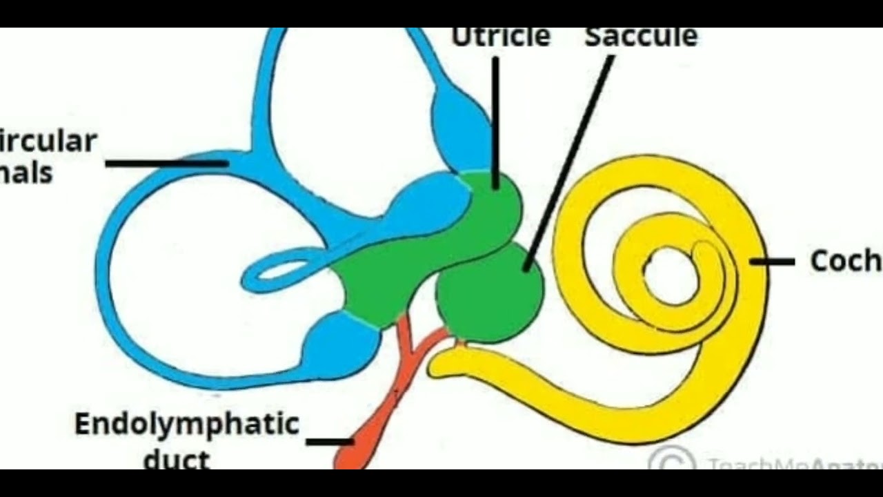 Три канала улитки. Эллиптический мешочек внутреннего уха. Полукружные каналы внутреннего уха. Сферический мешочек внутреннего уха. Сферический и эллиптический мешочки.