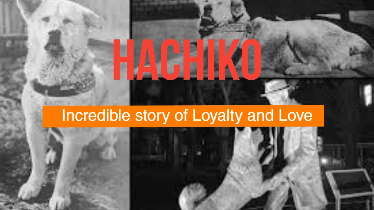 Hachiko The Dog who waited forever 10 saal tak karta raha apne