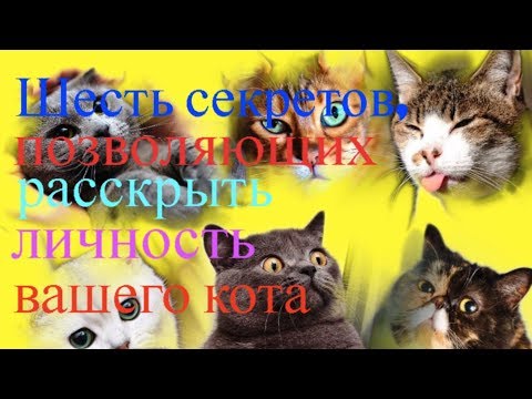 Шесть секретов, позволяющих раскрыть личность вашего кота