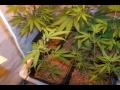 hydroponic home made system