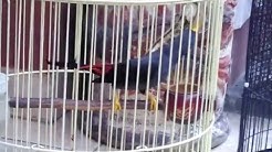 Jalak Rio Rio ngerol nyepeed cocok buat masteran Kacer dan Murai Batu || Starlings - Durasi: 2:00. Jalak Rio Rio ngerol nyepeed cocok buat masteran Kacer dan Murai Batu || Starlings - Durasi: 2:00.