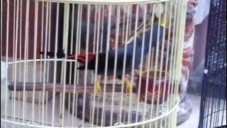 Jalak Rio Rio ngerol nyepeed cocok buat masteran Kacer dan Murai Batu || Starlings