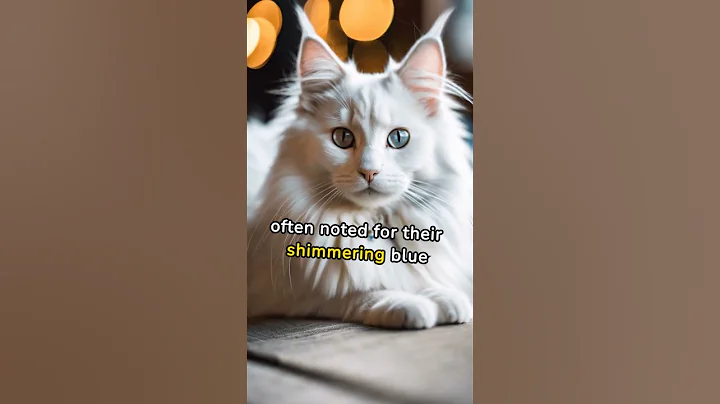 Watch the video about Learn more about Turkish Angora Cats #silkycoats #playful #