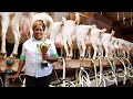 From 1 local goat to now 200 hybrid dairy goats  award winning farmer
