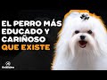 🐶 BICHÓN MALTÉS: 9 COSAS que debe saber