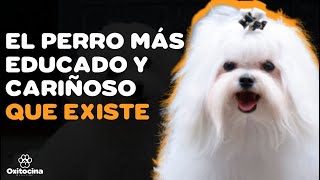 BICHÓN MALTÉS: 9 COSAS que debe saber