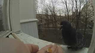 Завтрак Голубя / Pigeon Breakfast Slow Motion