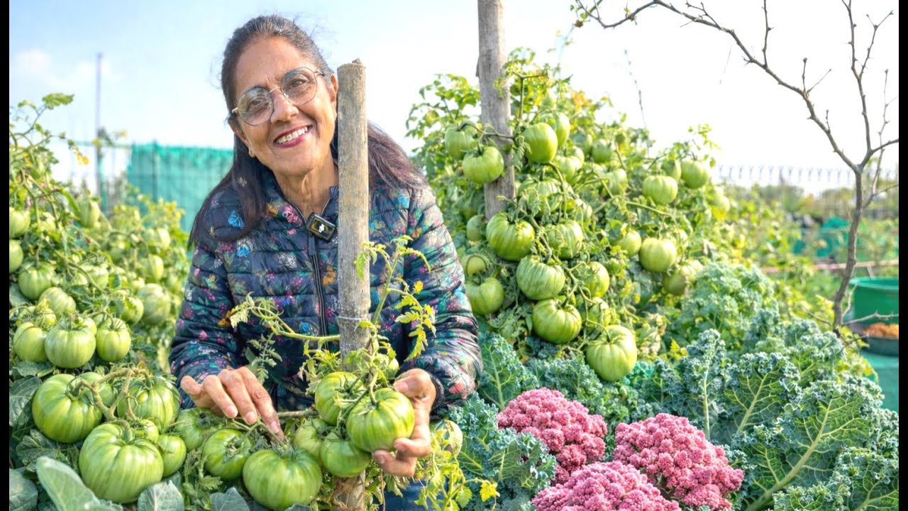 छत पर उग गईं London Canada वाली सब्ज़ियाँ, किसी ने सोचा भी नहीं था खेत नहीं, Terrace ही काफी है