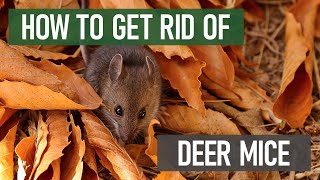 How to Get Rid of Deer Mice [4 Easy Steps!]