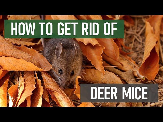 How to Get Rid of Deer Mice