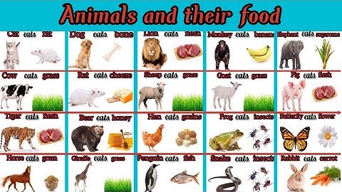 Animals and their food name with picture for kids || #animalsandtheirfood #animalsfood