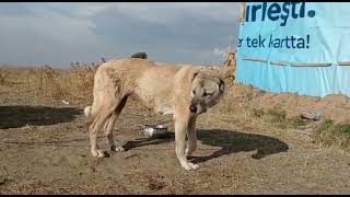 Mazide Kalan Eski Kangal Köpeklerimiz | Aşırı Özlem İçerir :) Özgür Batur & Semih Akçay #kangal