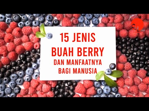 Video: Apakah sambucus berry bisa dimakan?