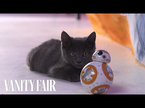 Kittens Play With BB-8 Toy From Star Wars