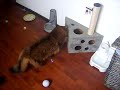 Tony and Flynn playing