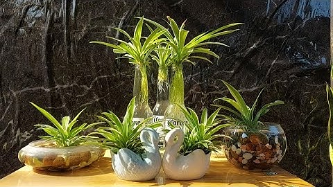 Ý TƯỞNG TRỒNG CHẬU CÂY CỎ LAN CHI THỦY SINH TUYỆT ĐẸP NHƯ MANG MÁY LỌC KHÔNG KHÍ VÀO NHÀ #cỏlanchi