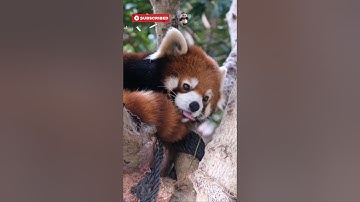 Red Pandas Aren’t Pandas?! The Adorable Truth! 🐾🔥