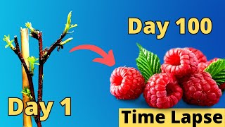 Satisfying RASPBERRY Fruiting TIME LAPSE (Stem - Fruit in 100 DAYS)