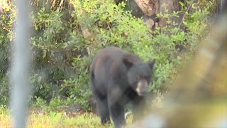 WATCH THIS: A black bear walking around near downtown Fort Myers
