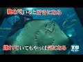 【下田サイファー】＃26　下田海中水族館 の動画、YouTube動画。