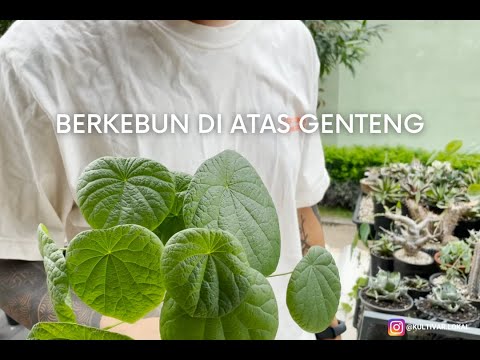 05 / BERKEBUN DI ATAS GENTENG