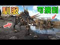 馴服三角龍，發現可以搜括的殘骸※方舟:生存進化 - 菲尤爾 Fjordur 地圖※Ark: Survival Evolved Ep.2