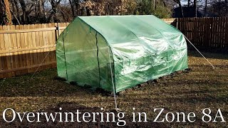 Overwintering In North Texas Zone 8A by Blazin Blooms 99 views 2 years ago 3 minutes, 36 seconds