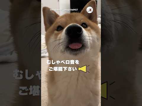 おやつASMR👅｜PECO #柴犬 #赤柴 #茶柴 #柴犬のいる暮らし #柴犬大好き #shiba #shibainu #shibainulife #shibainulove