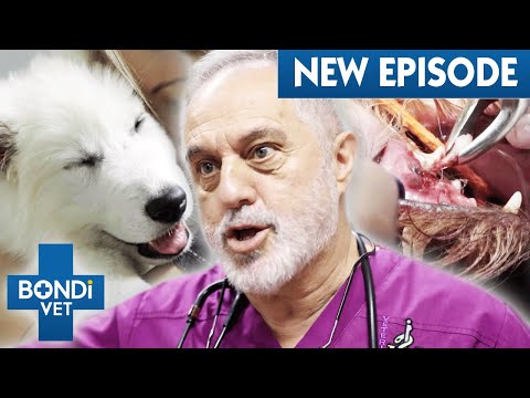 Videó: Amikor a Vet saját háziállatának műtétje van, akkor aggódik